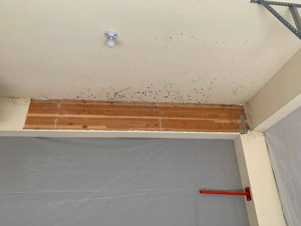 Mold Remediation for Rental Properties in Camden, AL